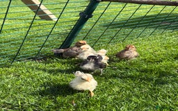 Chickens poultry for sale: Serama chicks for sale  - Image 4