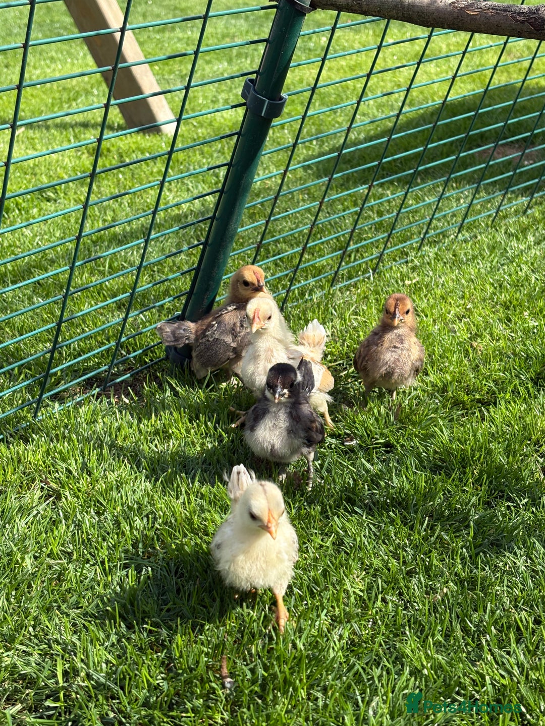 Chickens poultry for sale: Serama chicks for sale  - Image 4