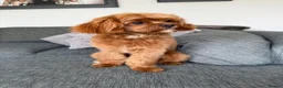 Cavapoo dogs for stud: F1 Cavapoo for Stud DNA Health Checked  - Advert 3
