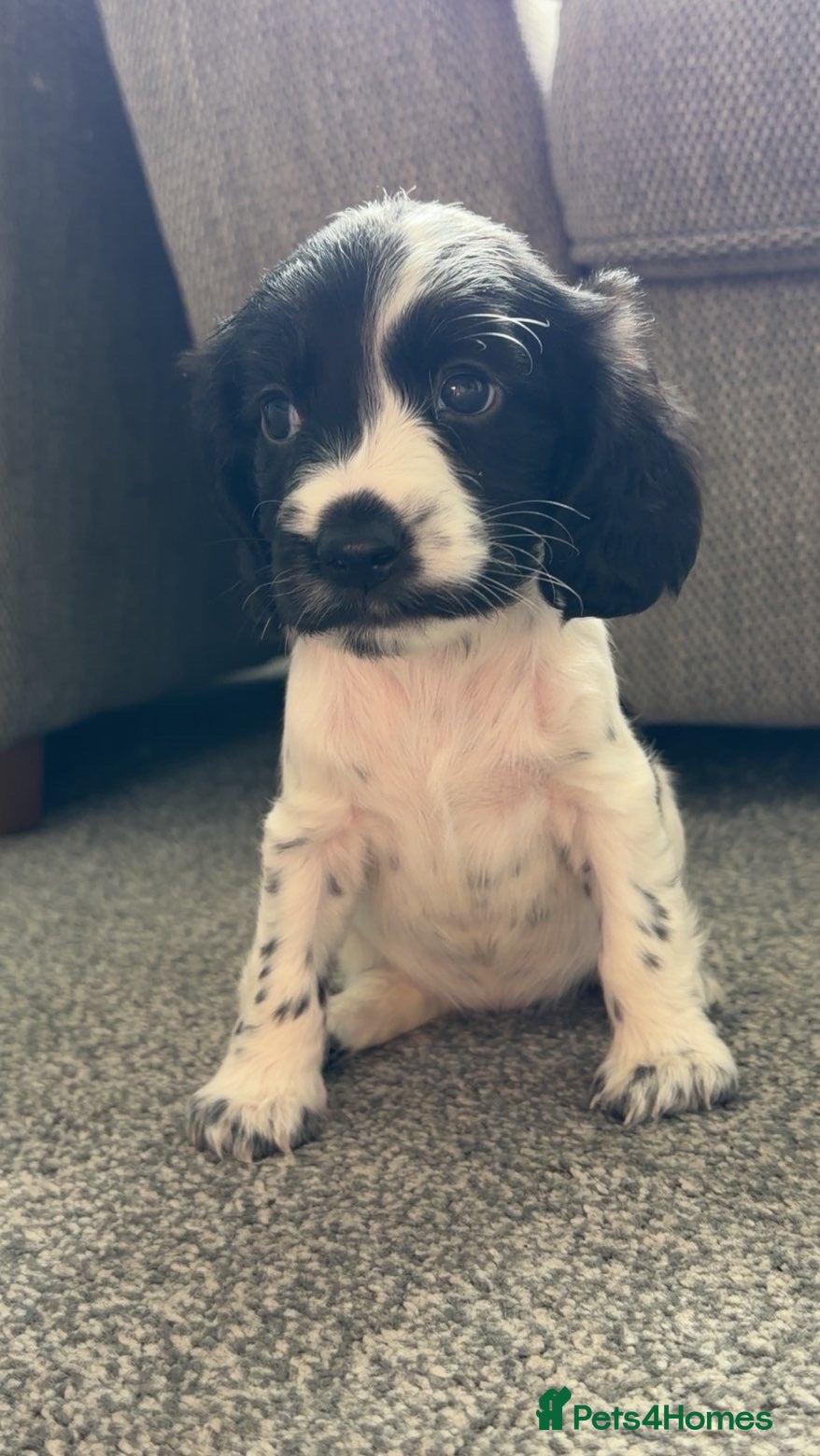 Cocker Spaniel dogs Black and white puppy  - Advert 7