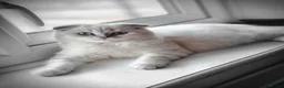 Scottish Fold cats for sale: Scottish fold and straight pair in Buxton - Advert 1