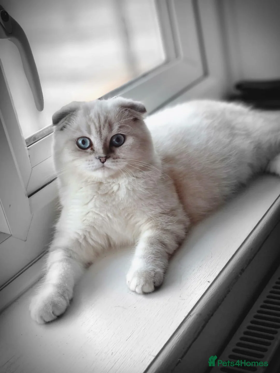 Scottish Fold cats for sale: Scottish fold and straight pair in Buxton - Advert 1