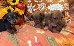 Dachshund dogs for sale: Dachshund puppies - Image 9