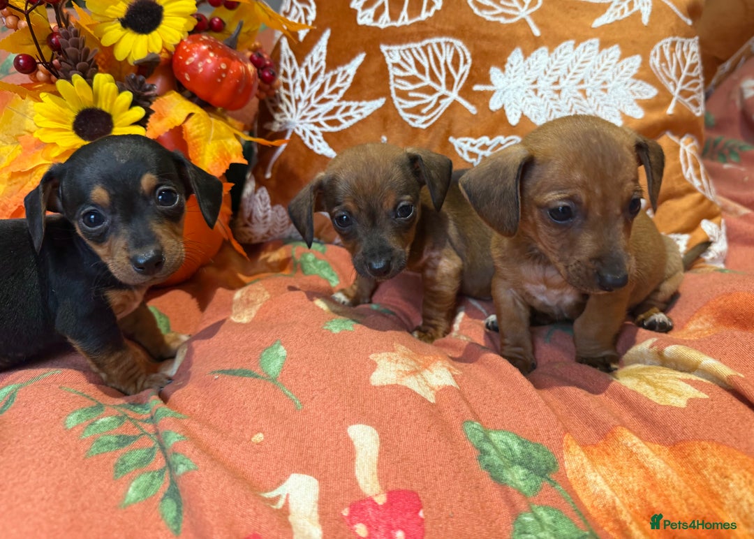 Dachshund dogs for sale: Dachshund puppies - Image 9