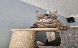 Maine Coon cats for sale: Pedigree Maine Coon boy from tested parents  - Image 10