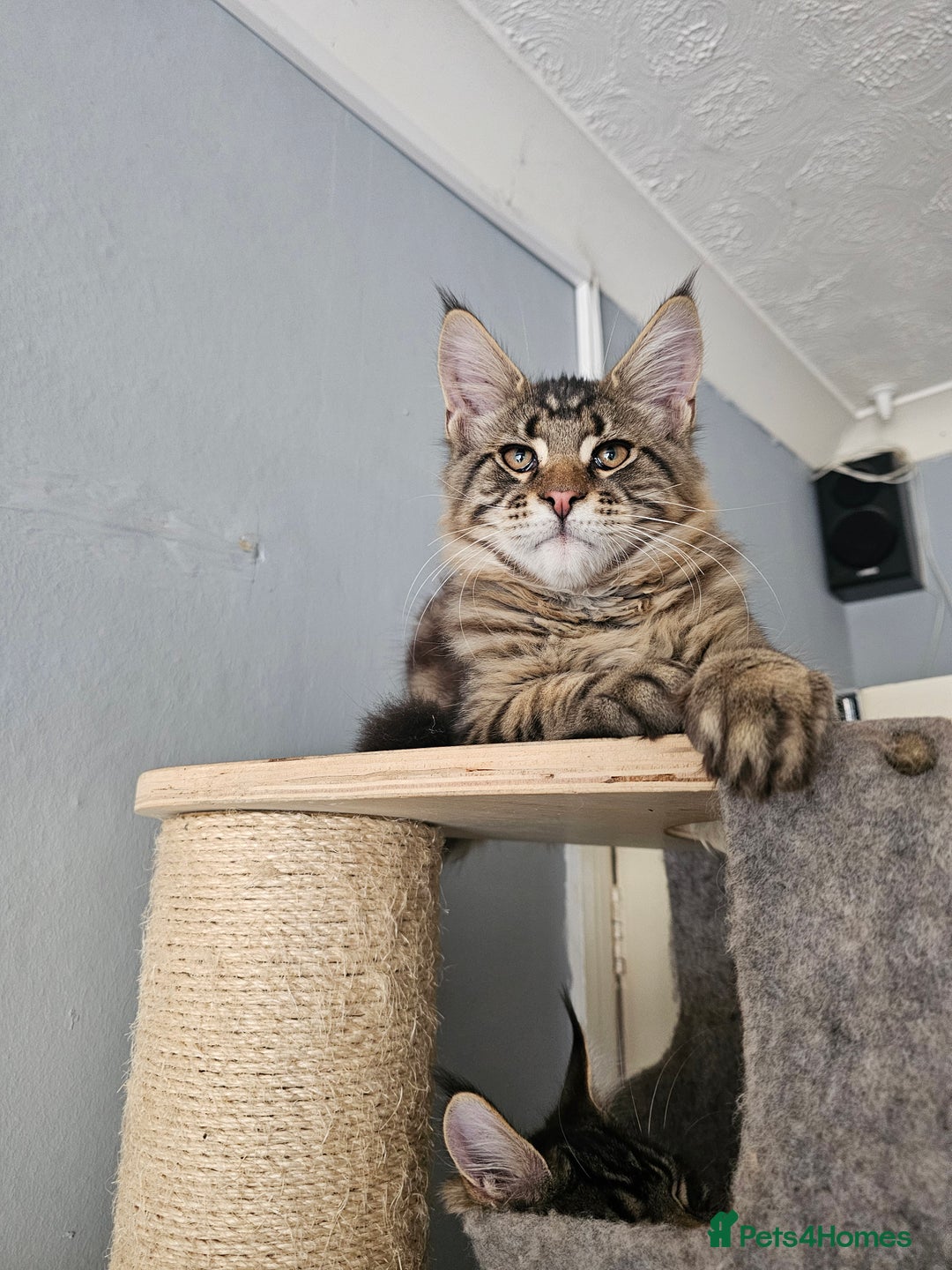 Maine Coon cats for sale: Pedigree Maine Coon boy from tested parents  - Image 10