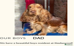 Cocker Spaniel dogs for sale: KC Show cocker spaniel pups chocolate Sable Roan   - Image 11