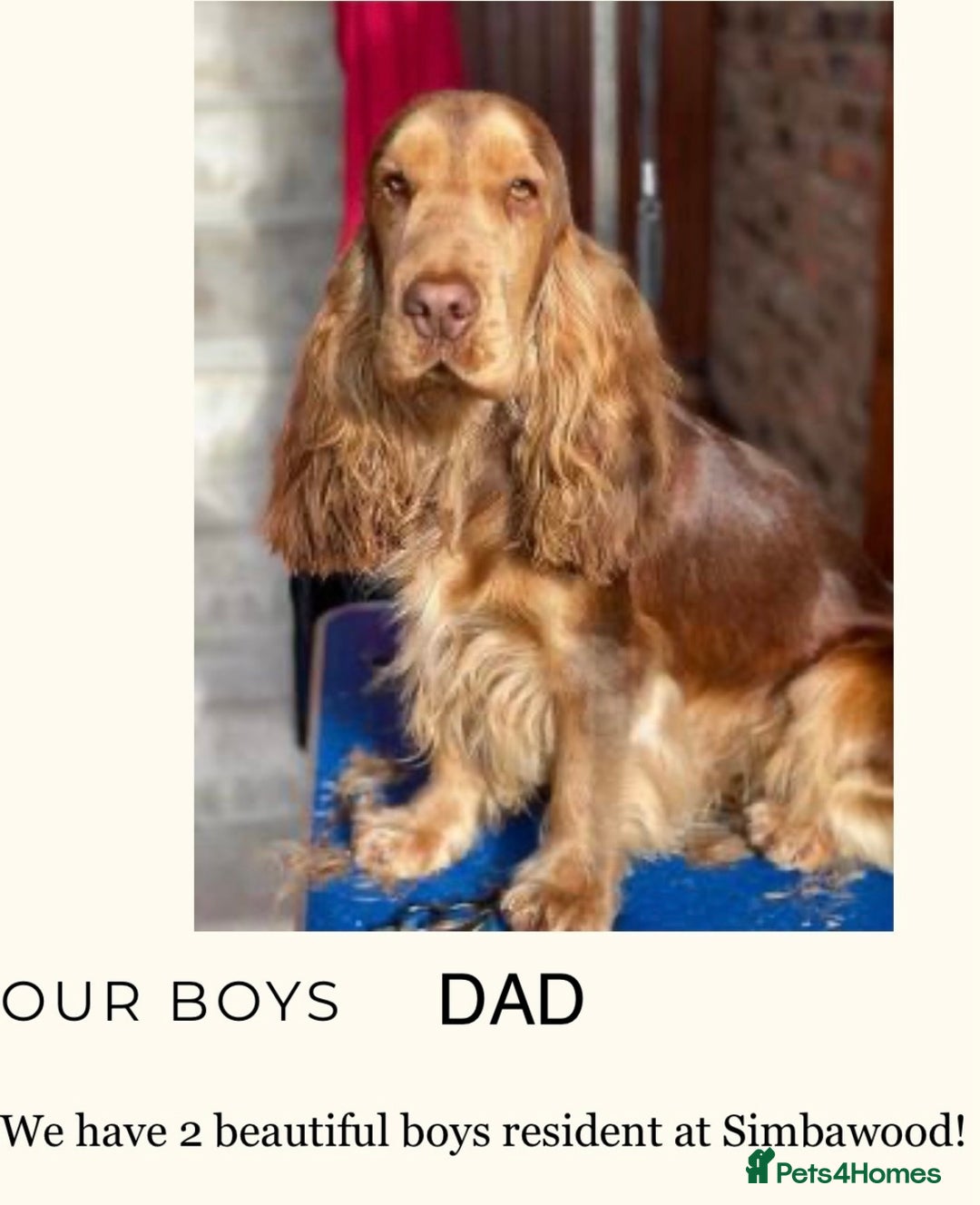 Cocker Spaniel dogs for sale: KC Show cocker spaniel pups chocolate Sable Roan   - Image 11