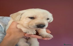 Labrador Retriever dogs for sale: Fabulous KC registered labradors - Image 24