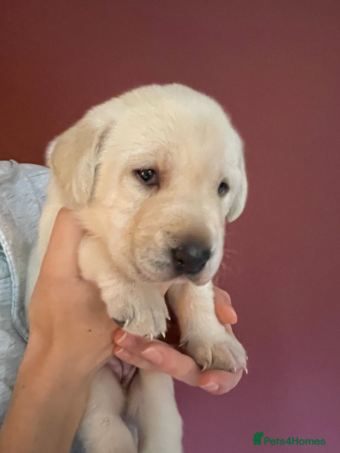 Labrador Retriever dogs for sale: Fabulous KC registered labradors - Image 24