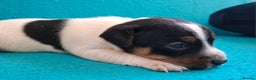 Jack Russell dogs for sale: Quality pure bred  Jack Russel babies  - Advert 13