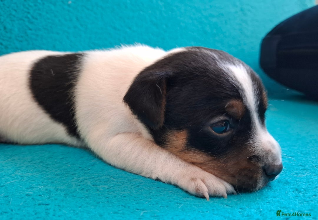 Jack Russell dogs for sale: Quality pure bred  Jack Russel babies  - Advert 13