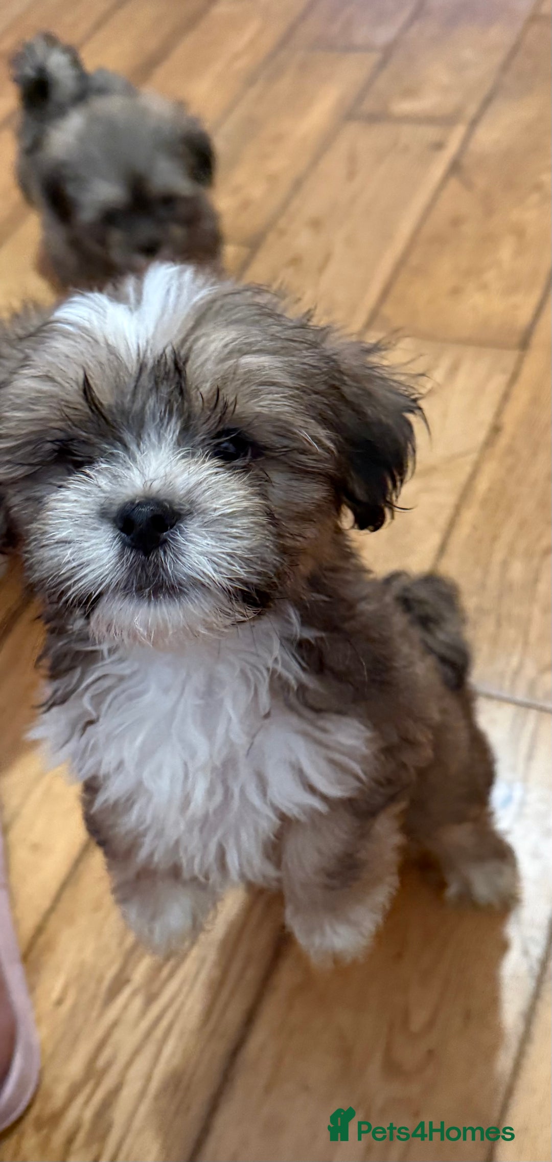 Lhasa Apso dogs for sale: Lhasa apso puppies  - Image 13