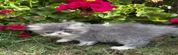 Exotic cats for sale: Exotic male kittens  - Advert 11