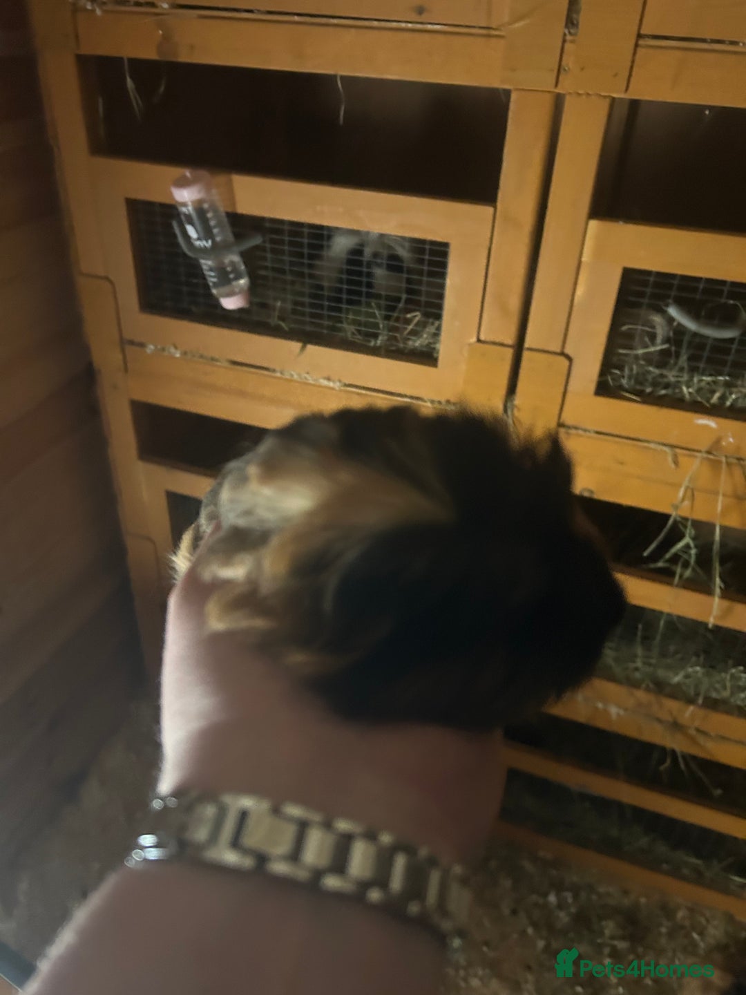 Guinea Pig rodents for sale: 2 male guinespigs  - Image 5