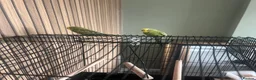 Budgerigars birds for sale: 2 bonded budgies  - Advert 2