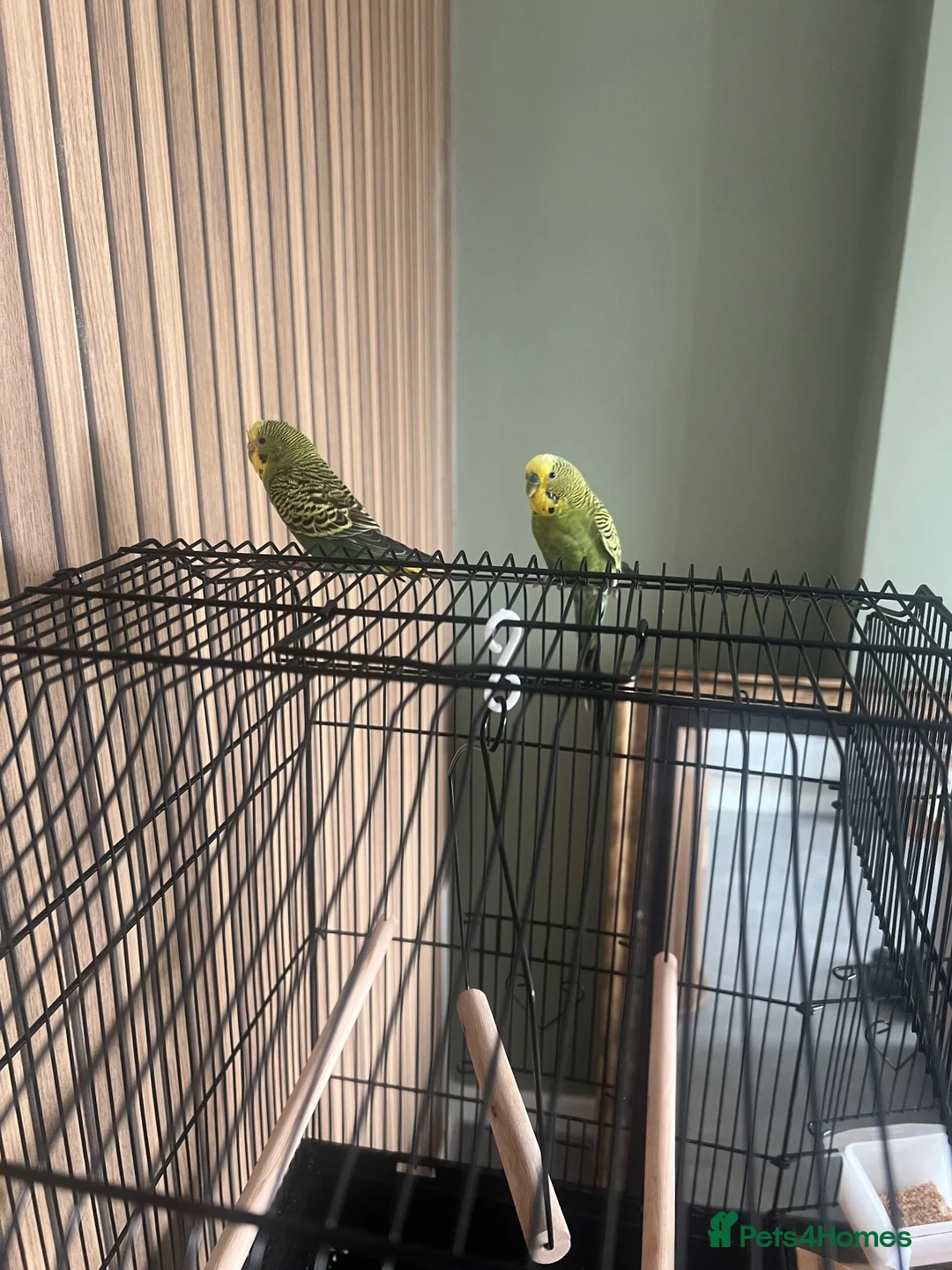 Budgerigars birds for sale: 2 bonded budgies  - Advert 2