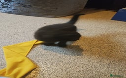 British Shorthair cats for sale: 2 male kittens  - Image 1