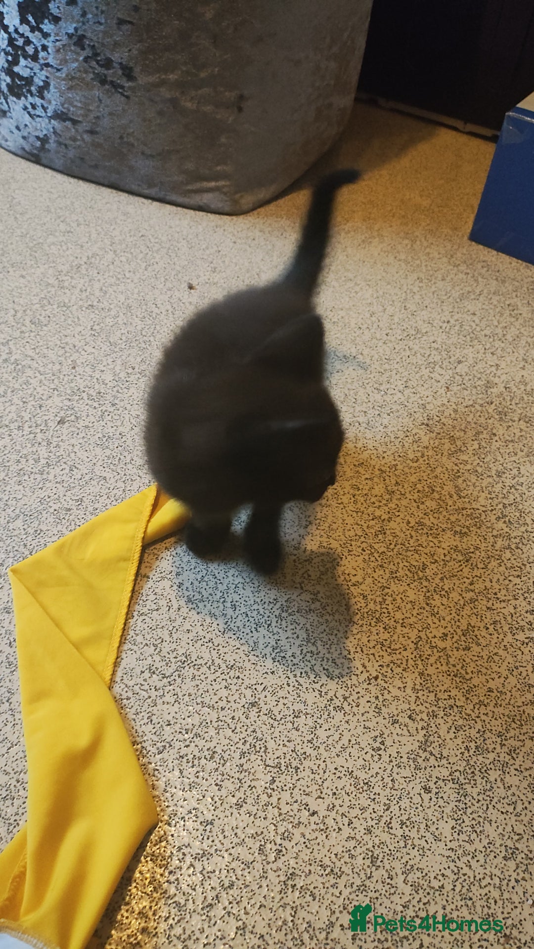 British Shorthair cats for sale: 2 male kittens  - Image 1