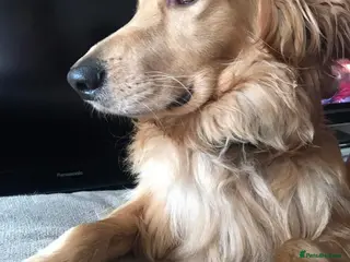 Mixed Breed dogs Bailey - Advert 17