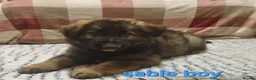 German Shepherd dogs for sale: READY TO GO!! 2 male german shepherds - Advert 7