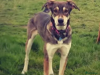 Mixed Breed dogs Molly - Norwich Norfolk - Advert 1