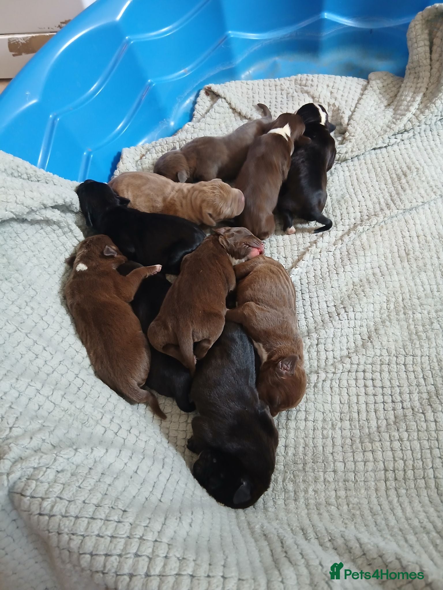 Mixed Breed dogs Pocket bully x springer staff - Advert 8