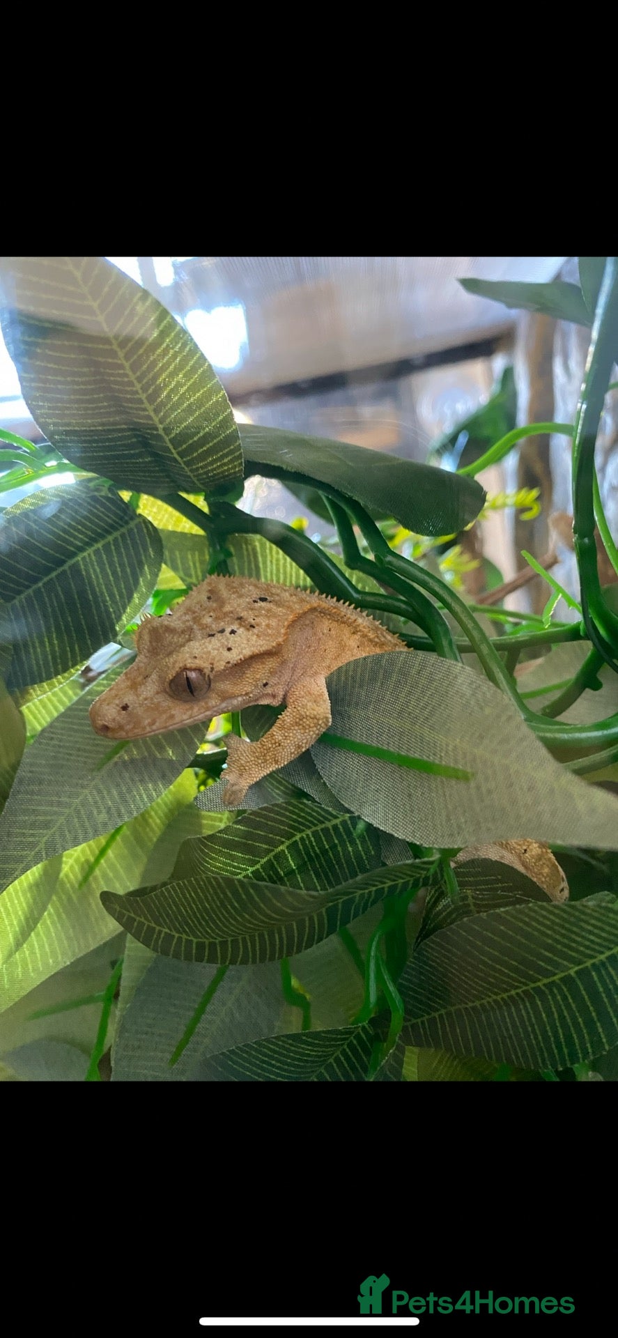 Gecko reptiles dalmatian crested gecko  - Advert 1