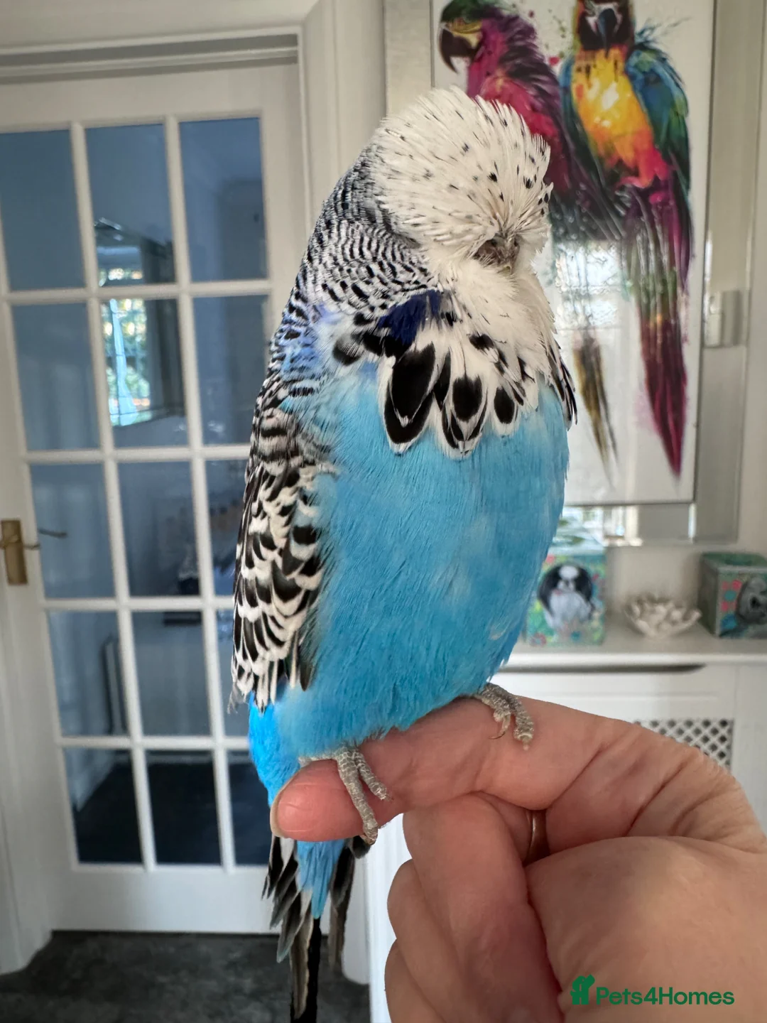 Budgerigars birds for sale: Hand Reared Exhibition Budgie - Advert 2