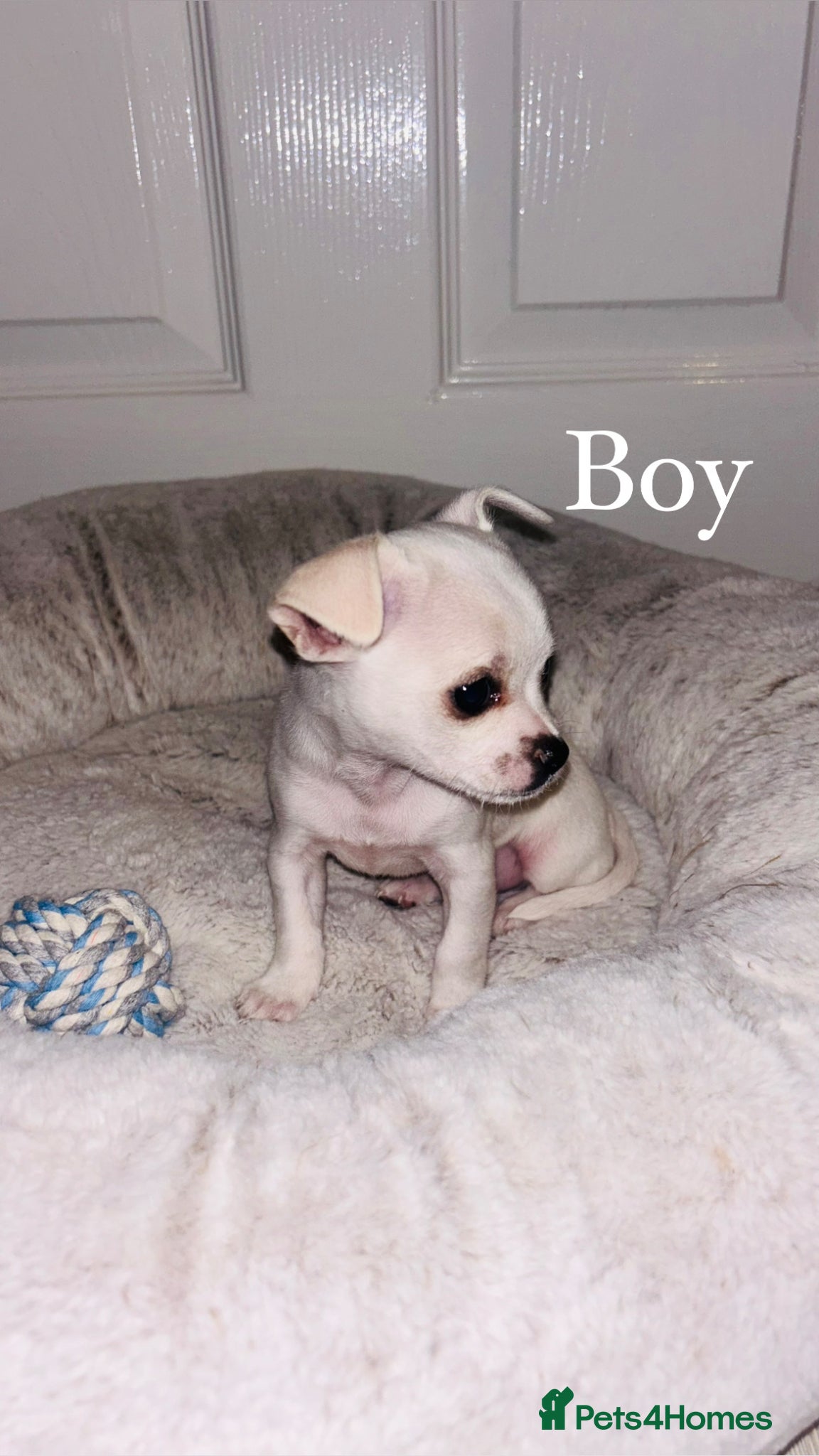Chihuahua dogs for sale: Last Baby Boy Chihuahua  in Manchester - Advert 1