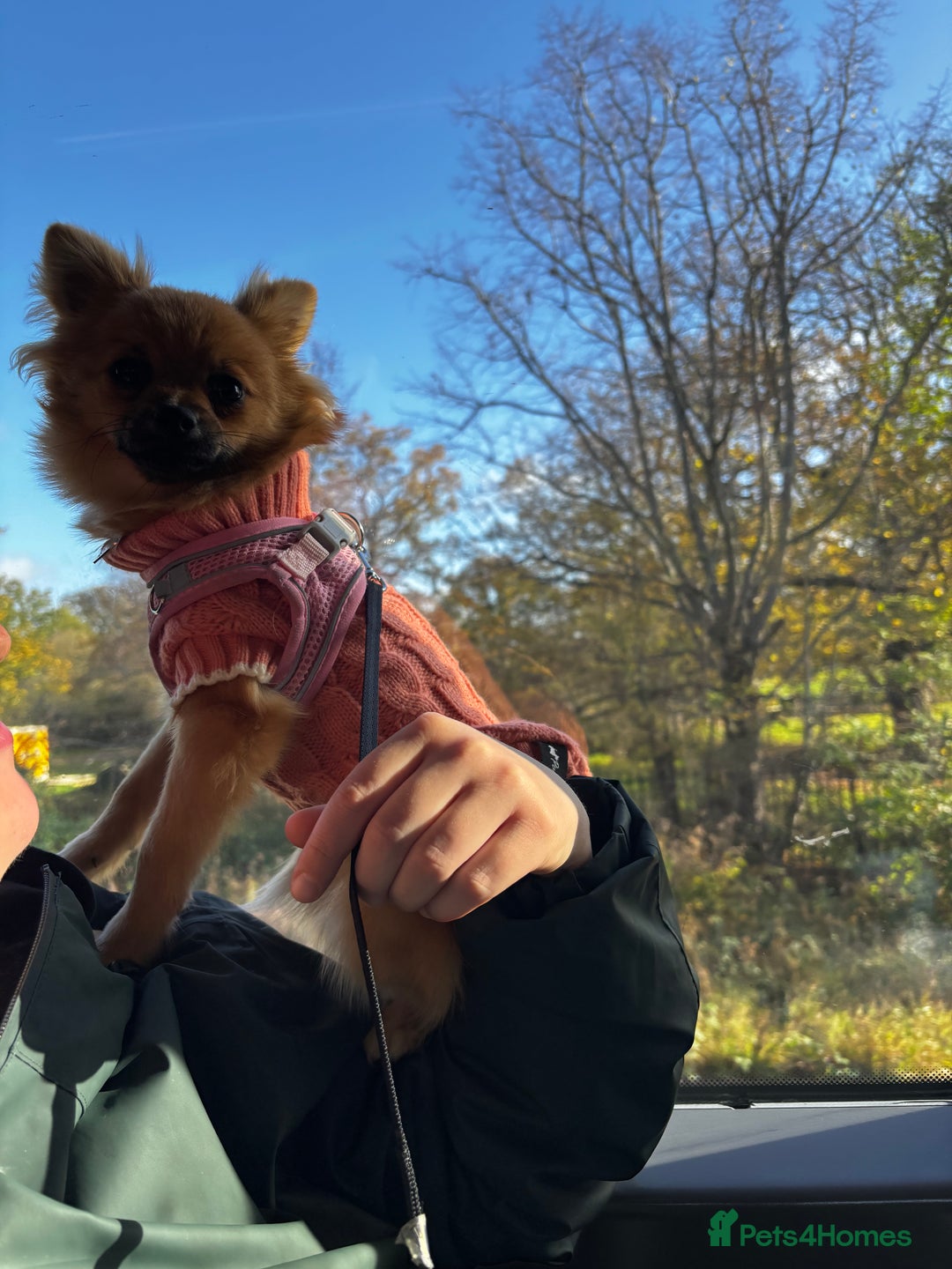 Pomchi dogs for sale: 6 months old pomchi female - Advert 4