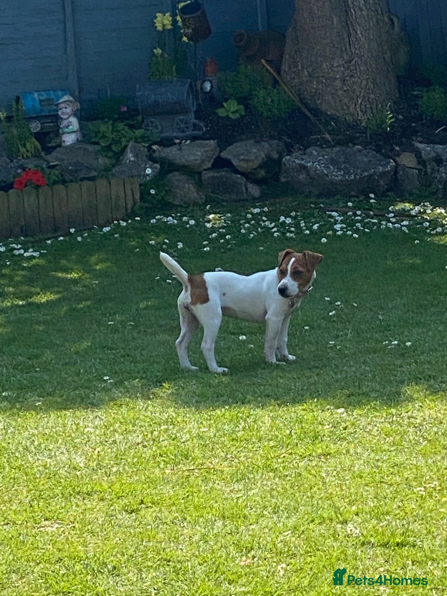 Jack Russell dogs Female Jack Russell - Advert 1