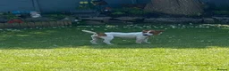 Jack Russell dogs for sale: Female Jack Russell - Advert 1