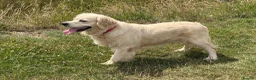 Golden Retriever dogs for sale: Kc reg cream 3 year old female  - Advert 11