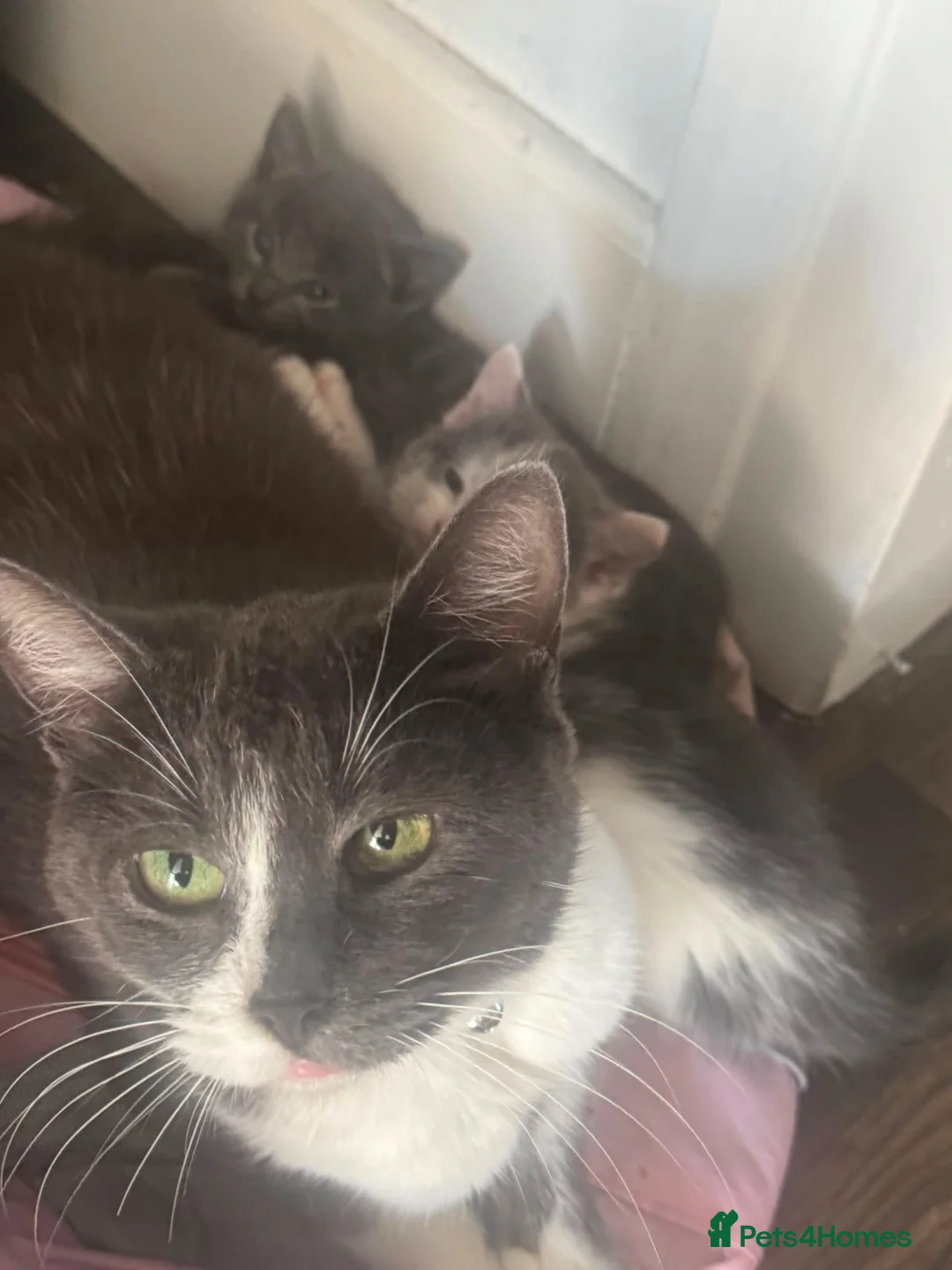 Brazilian Shorthair cats for sale: Beautiful blue grey litter  - Advert 2