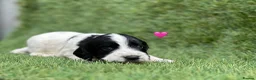 Cocker Spaniel dogs for sale: Outstanding Cocker Spaniel Puppies - Advert 8