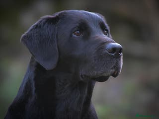 Labrador Retriever dogs 0/0 HIP & ELBOWS FULLY HEALTH TESTED BLACK STUD in Malton - Advert 2