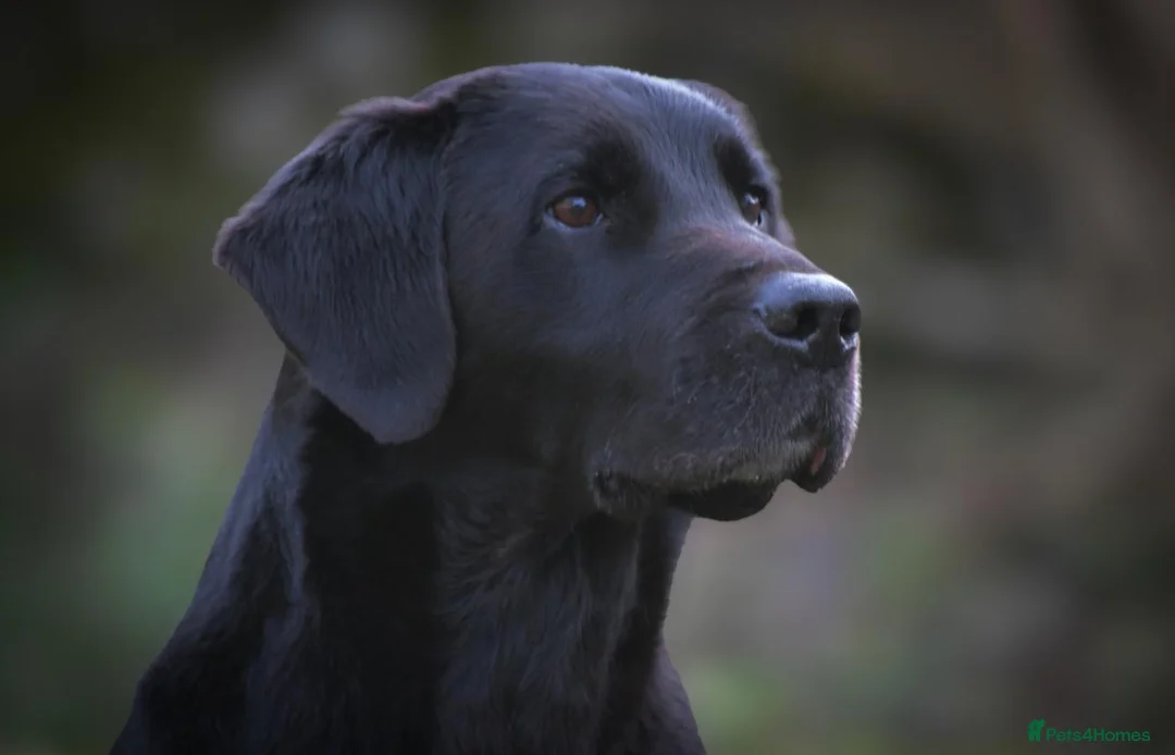 Labrador Retriever dogs for stud: 0/0 HIP & ELBOWS FULLY HEALTH TESTED BLACK STUD in Malton - Advert 1
