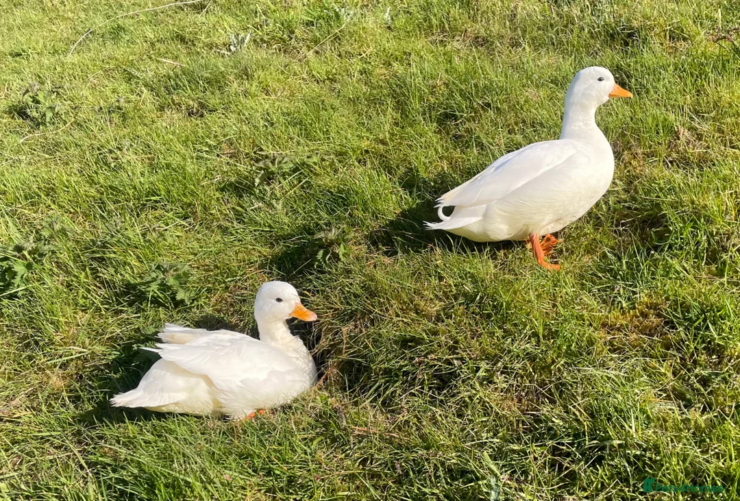 Ducks poultry for sale: Pair of white call ducks  - Advert 2
