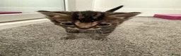 Mixed Breed cats for sale: Beautiful friendly kittens, mixed breed  - Advert 4