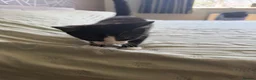 Mixed Breed cats for sale: Little kitty  - Advert 3