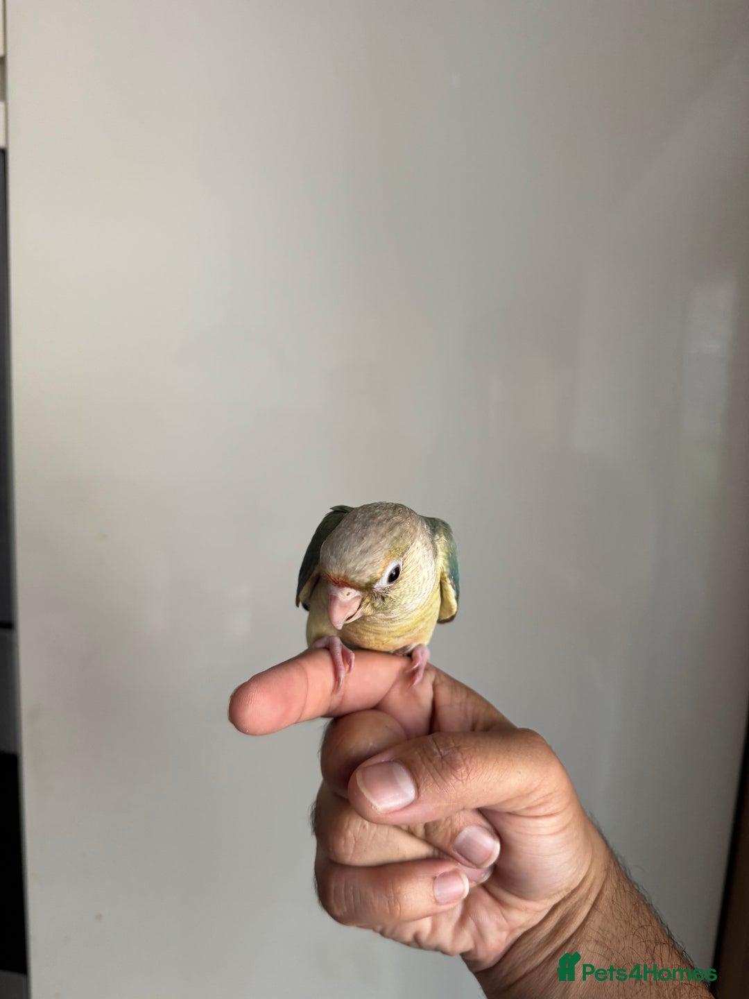 Conures birds for sale: Hand Reared Tame baby conures  - Image 28