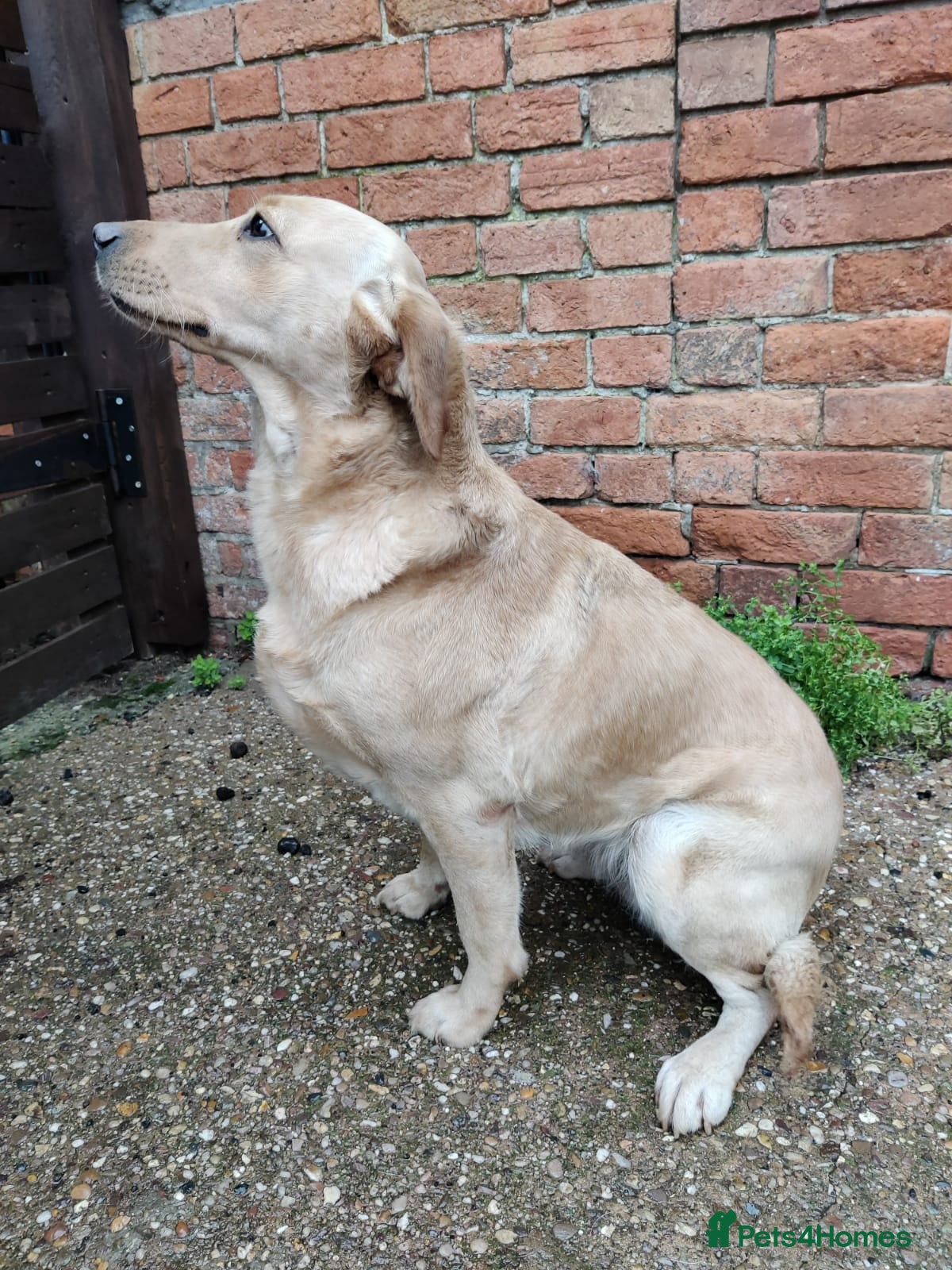 Labrador Retriever dogs Beautiful Labrador Female looking for her new home - Advert 11