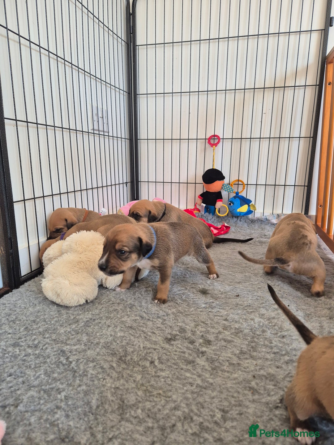 Mixed Breed dogs for sale: Lurcher x staff  in Sturminster Newton - Image 10