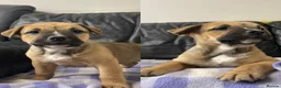 Mixed Breed dogs for sale: German shepherd x Staff litter - super friendly - Advert 12