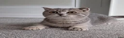 Scottish Fold cats for sale: TICA affectionate Inoculated Scottish fold  - Advert 10
