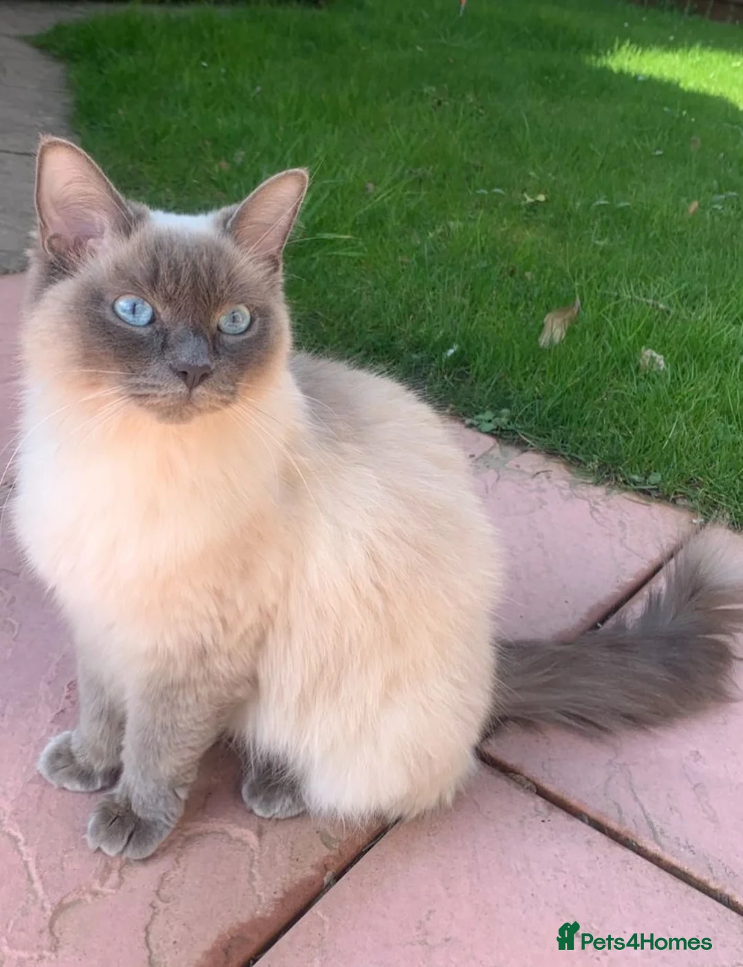 Mixed Breed cats for sale: Beautiful Ragdoll 2 males  - Advert 1