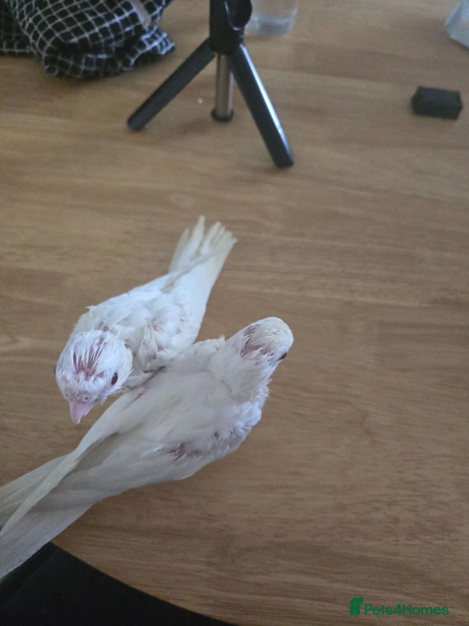 Cockatiels birds Cockatiel  - Advert 1