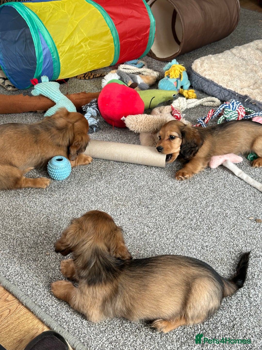 Miniature Dachshund dogs for sale: Longhaired shaded red puppies - Image 23