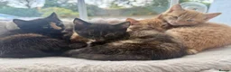 Mixed Breed cats for sale: 4 beautiful kittens in Stafford - Advert 5